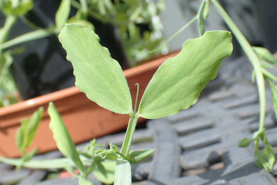 Fayl:Lathyrus belinensis leaf.png
