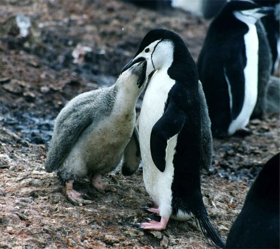 Fayl:Pygoscelis antarctica feeding a chick.jpg