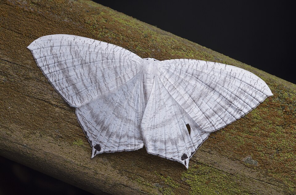 Fayl:RBI5533 Micronia aculeata 一點燕蛾.jpg