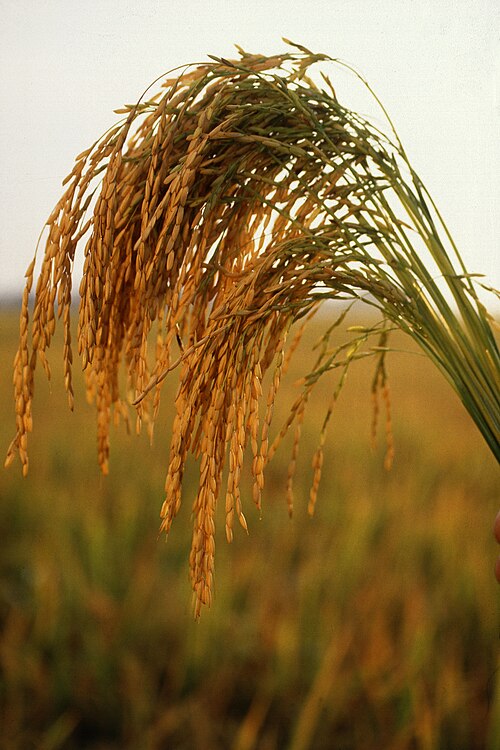 Fayl:US long grain rice.jpg
