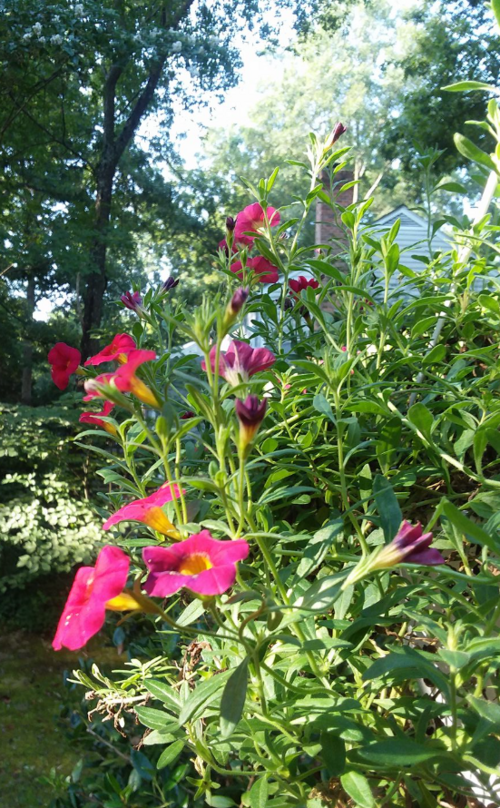 Fayl:2017-09-16 1644 September hanging basket.png