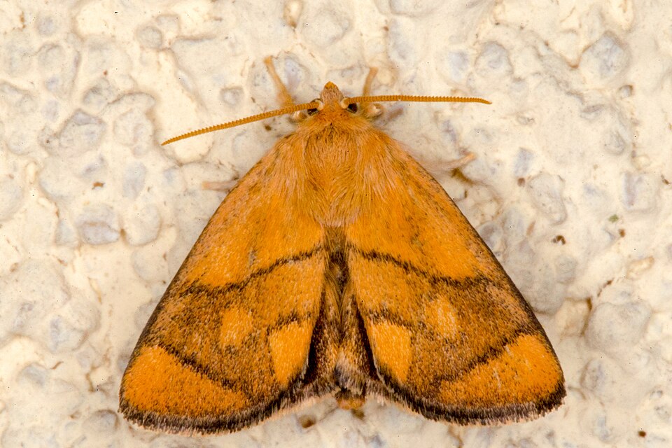 Fayl:Apoda limacodes, Lodz(Poland)02(js).jpg