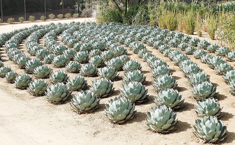 Fayl:Artichoke Agave, Sunnylands 2-22-14 (12935575573).jpg