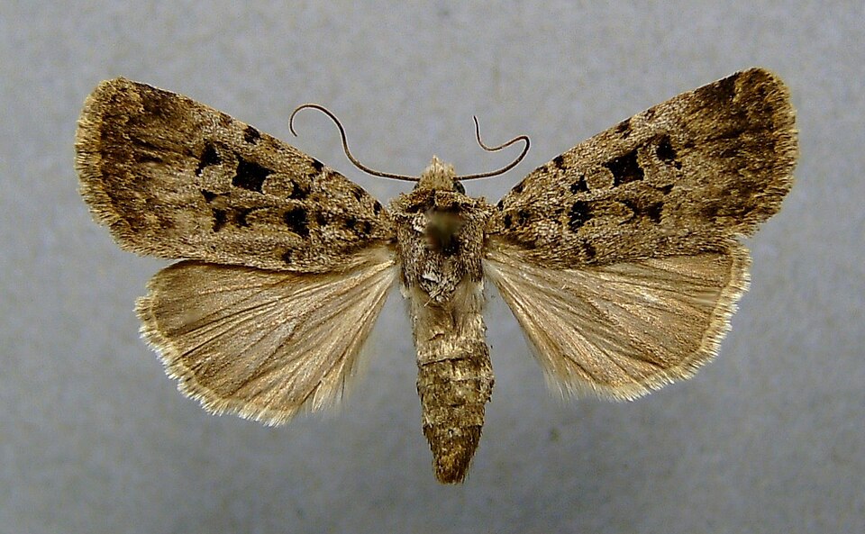 Fayl:Chersotis multangula.jpg