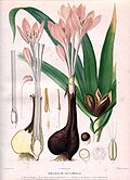 Auguste Faguet tomonidan Colchicum autumnale