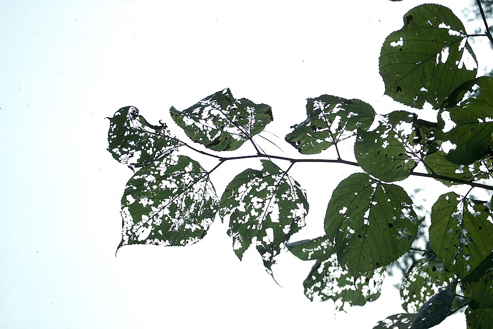 Fayl:Glyphodes sibillalis damage.jpg