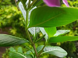 Madagaskar periwinkle pishmagan mevalari