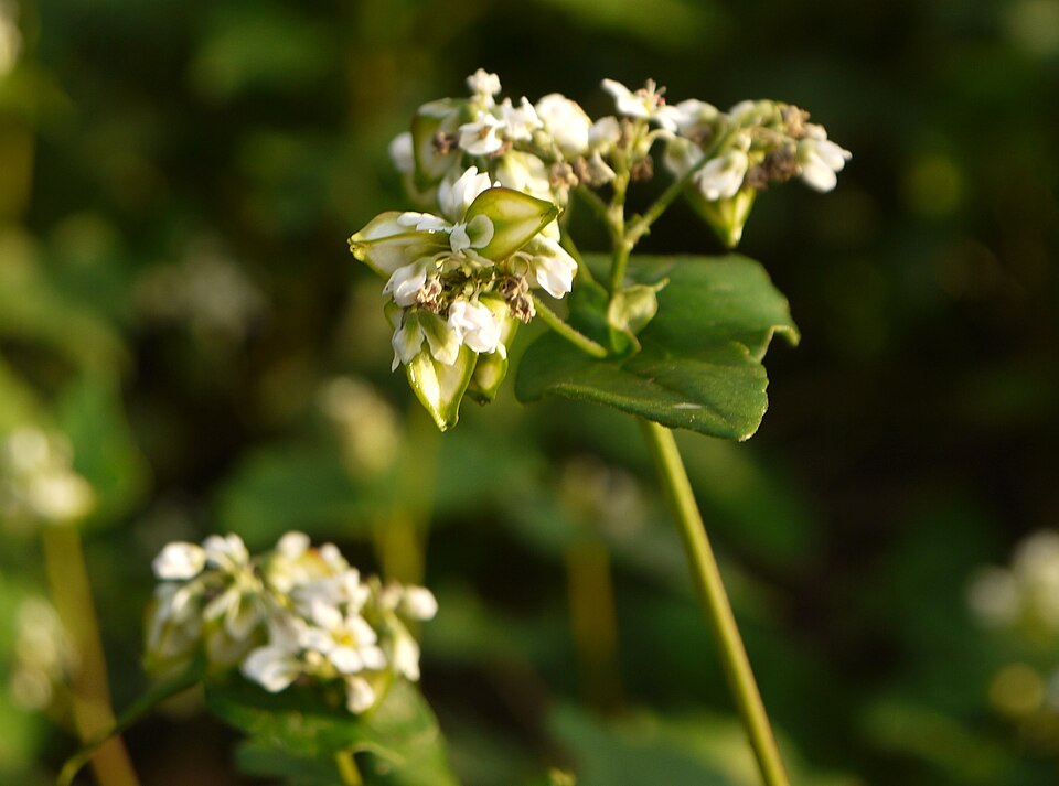 Fayl:Japanese Buckwheat Flower.JPG