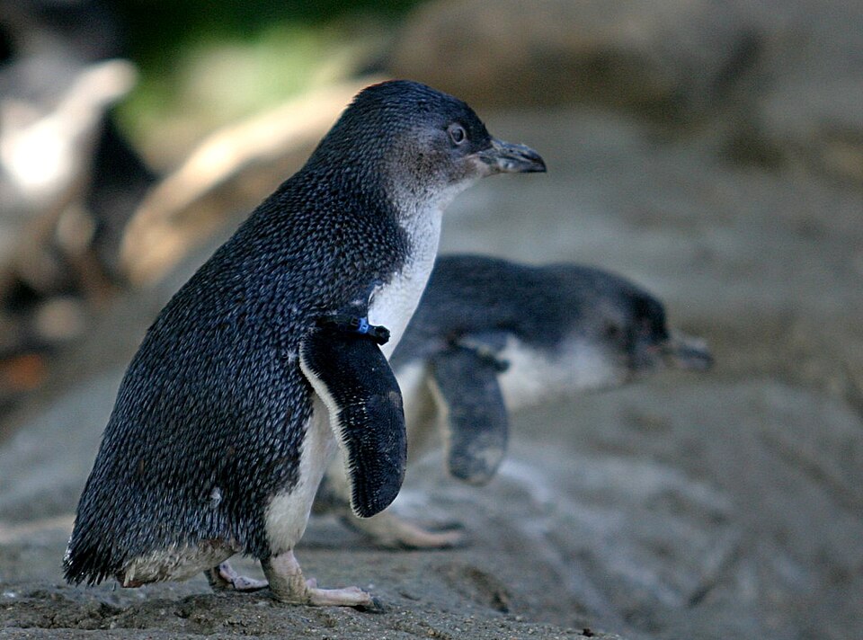 Fayl:Little Penguin.jpg