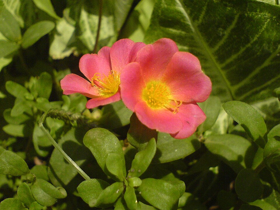 Fayl:Portulaca umbraticola (984002773).jpg