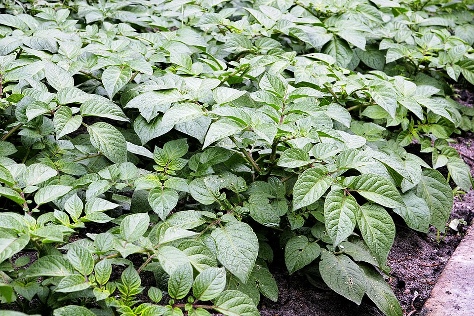 Fayl:Potato plants.jpg