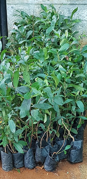 Fayl:Syzygium cumini plants.jpg
