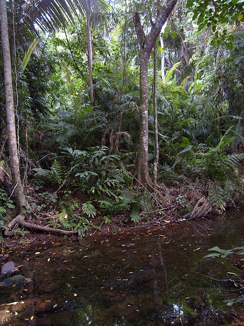 Fayl:Tioman Rainforest.JPG