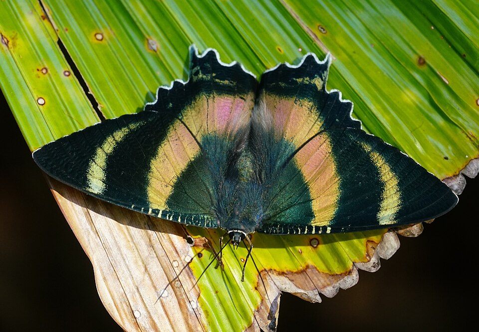 Fayl:Alcides metaurus 167675573.jpg