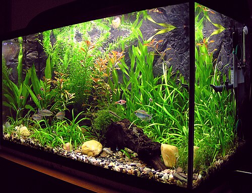 Akvarium