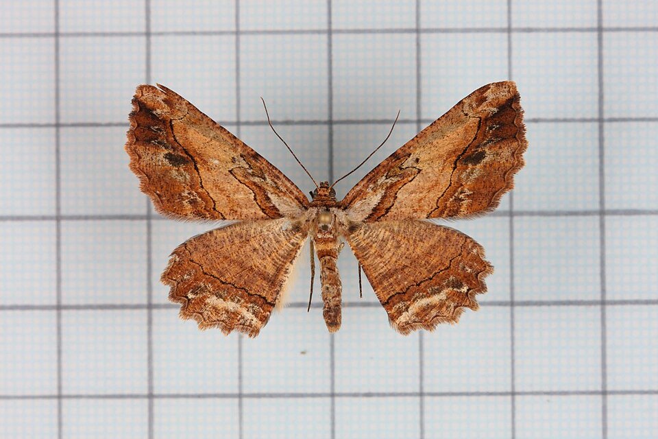Fayl:Menophra nakajimai1.jpg