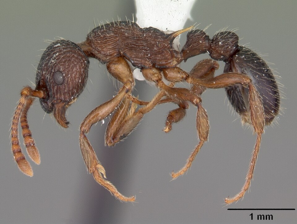 Fayl:Myrmica punctiventris casent0104128 profile 1.jpg