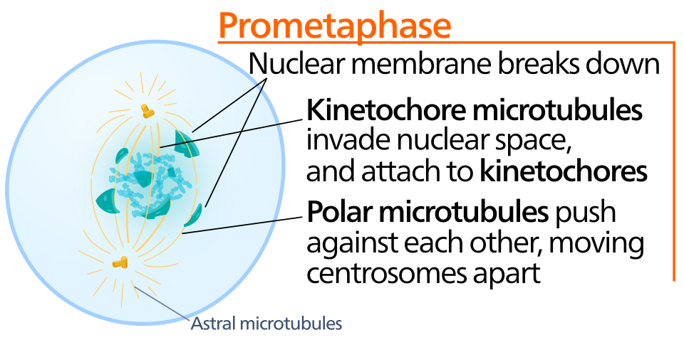 Fayl:Prometaphase.svg