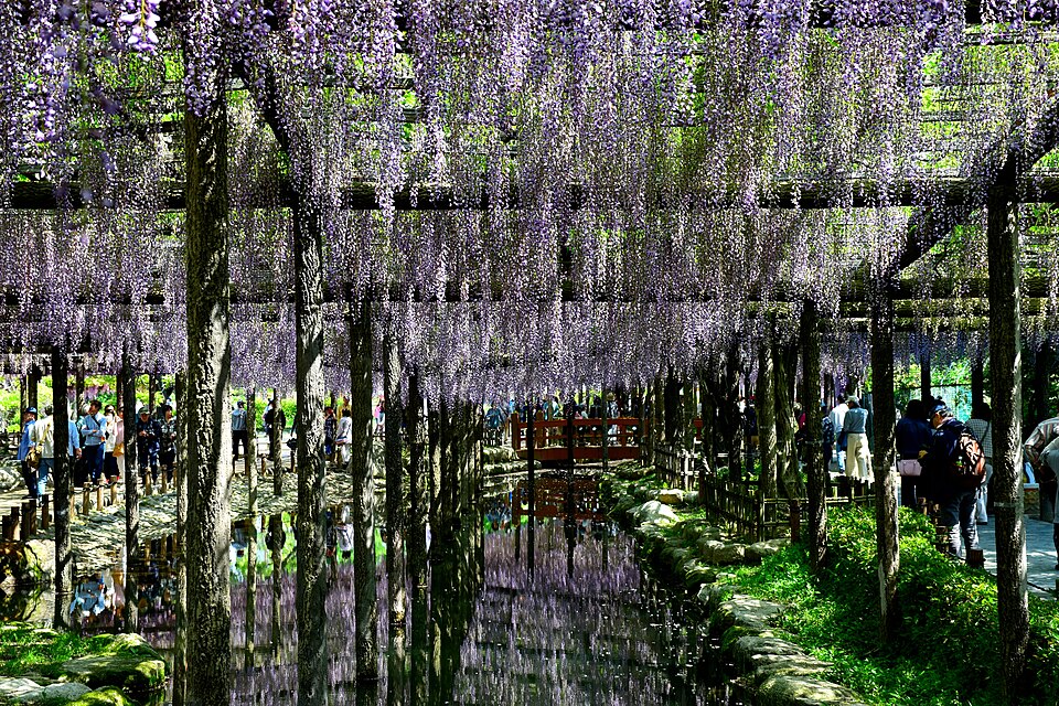Fayl:Tsushimahuji.JPG