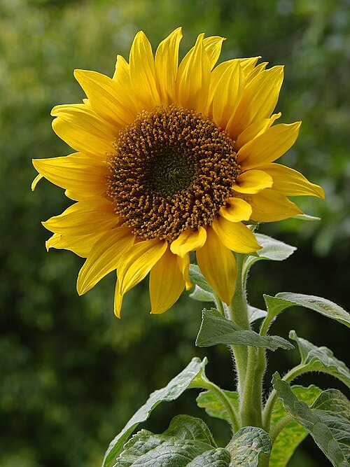 Fayl:A sunflower.jpg