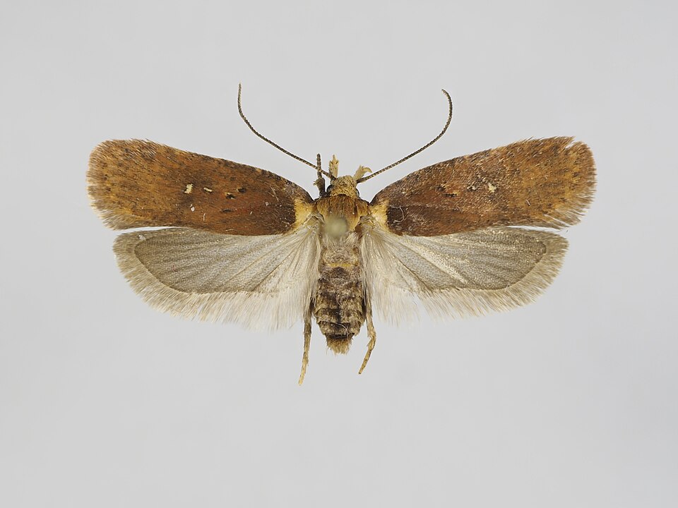 Fayl:Agonopterix selini 01.jpg