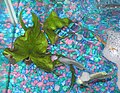 Nymphaea lotus ko'pincha akvarium o'simlik sifatida ishlatiladi