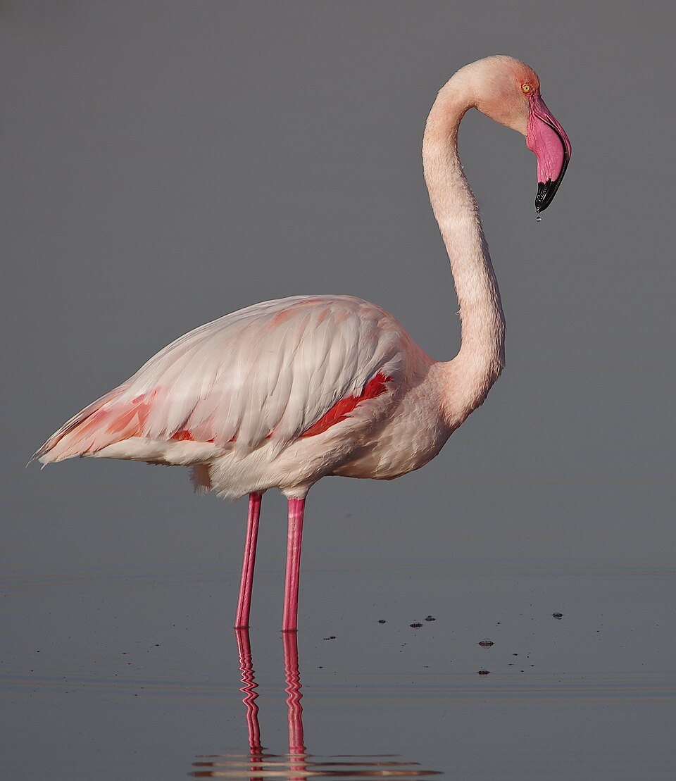 Fayl:Flamant rose Salines de Thyna.jpg