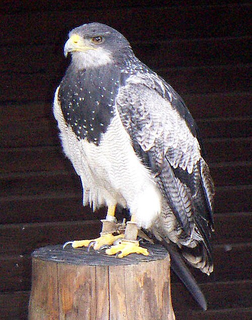 Fayl:Geranoaetus melanoleucus.JPG