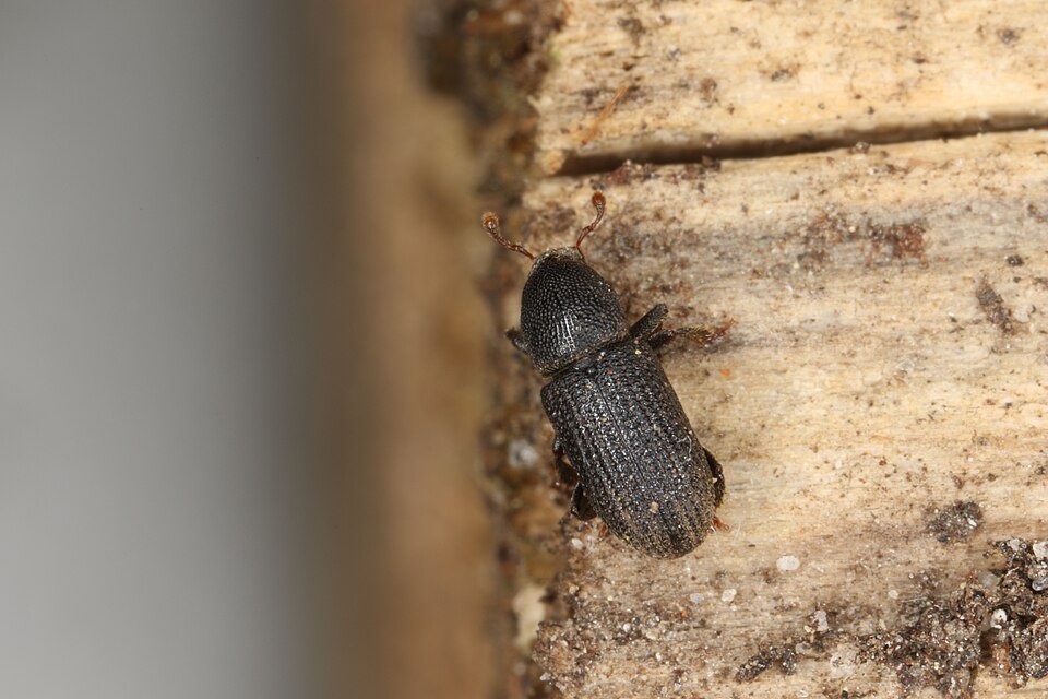 Fayl:Hylastes opacus (26805279701).jpg