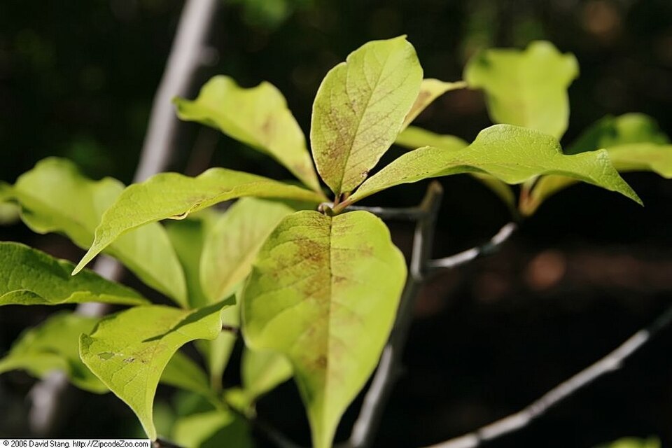 Fayl:Magnolia kobus 6zz.jpg