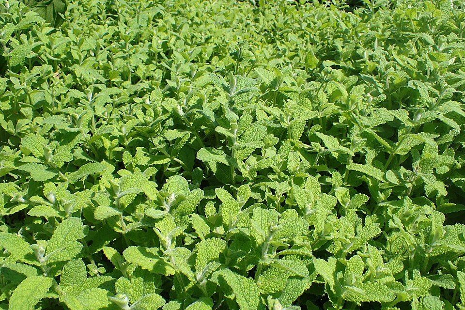 Fayl:Mentha suaveolens kz01.jpg