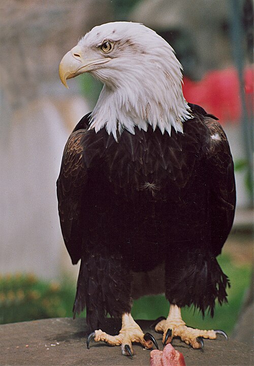 Fayl:Bald eagle Moscow zoo.jpg
