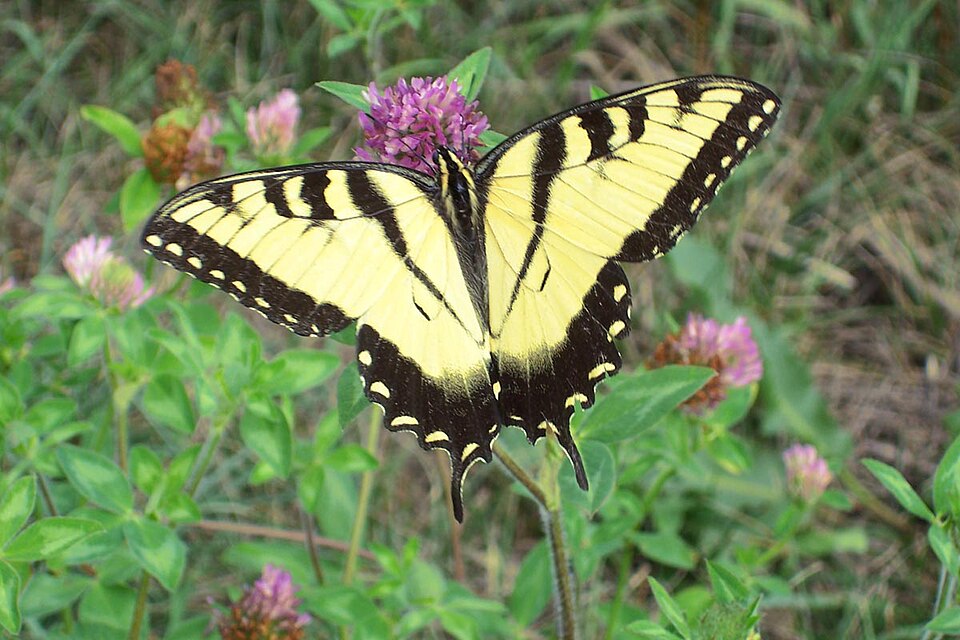 Fayl:Eastern Tiger Swallowtail (Papilio glaucus).jpg