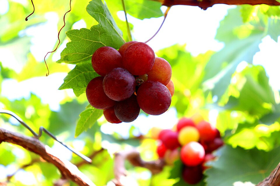 Fayl:Grapes in the Philippines 1.jpg