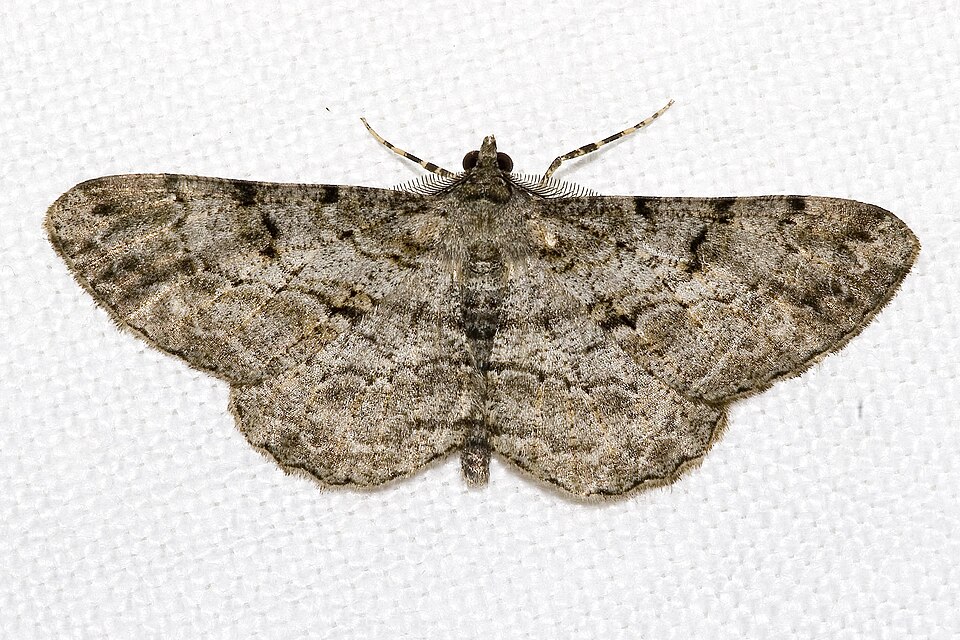 Fayl:Peribatodes.rhomboidaria.7197.jpg