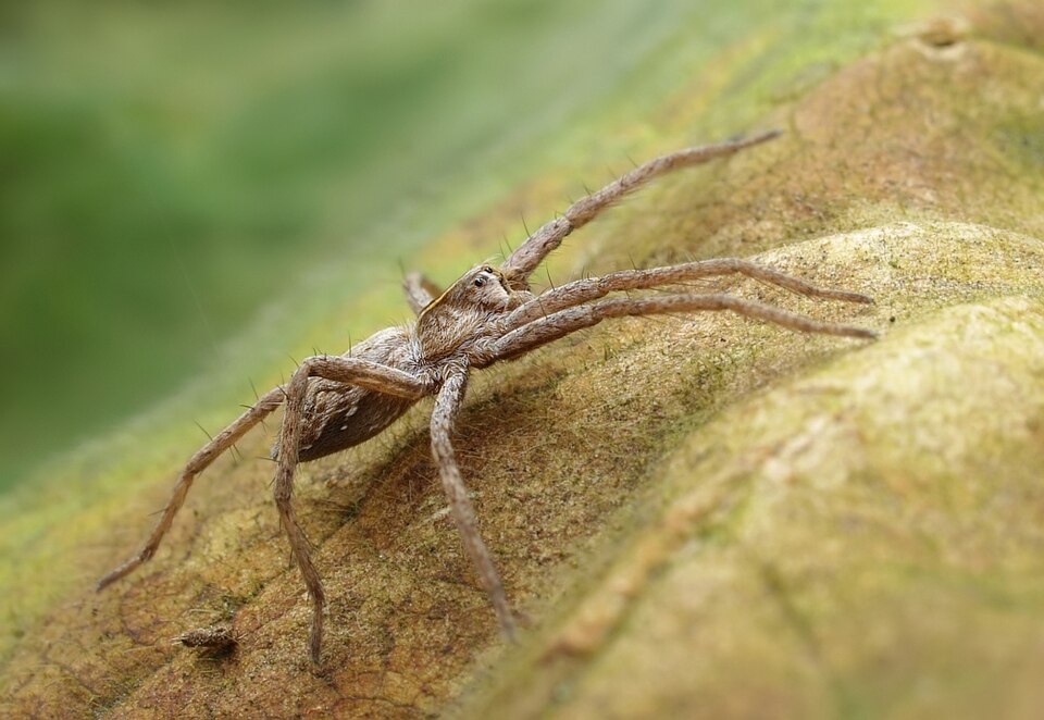 Fayl:Pisaura mirabilis Makro.jpg