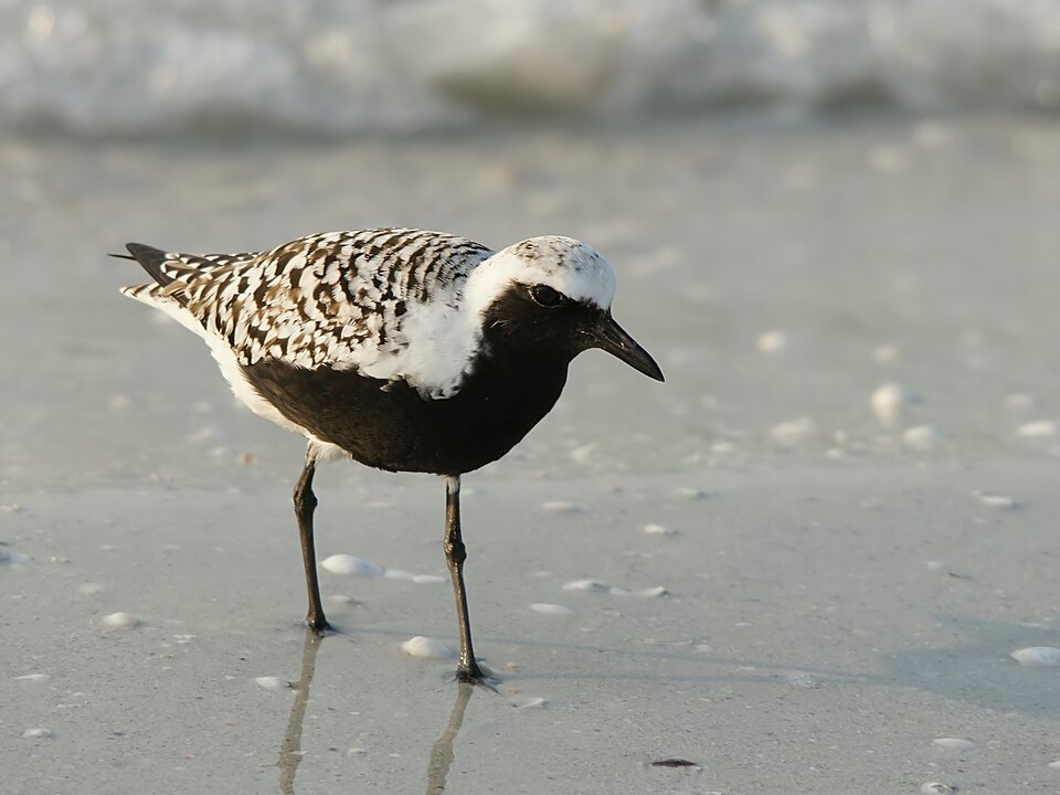 Fayl:Pluvialis squatarola (summer plumage).jpg