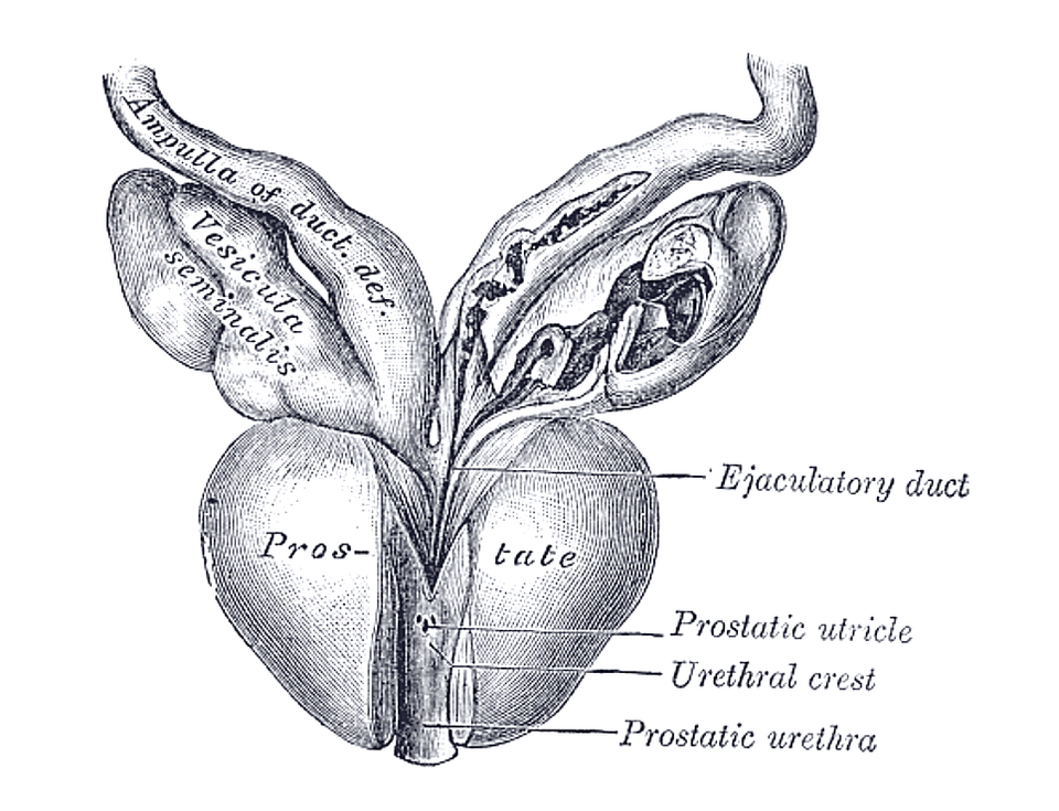 Fayl:Prostate - Gray1153.png