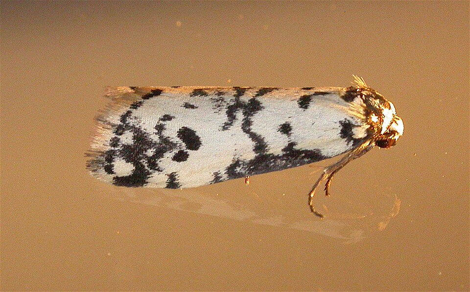 Fayl:Thallarcha eremicola.jpg