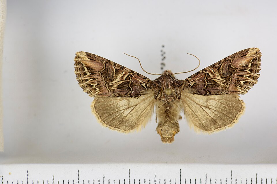 Fayl:Anarta farnhami 01.jpg