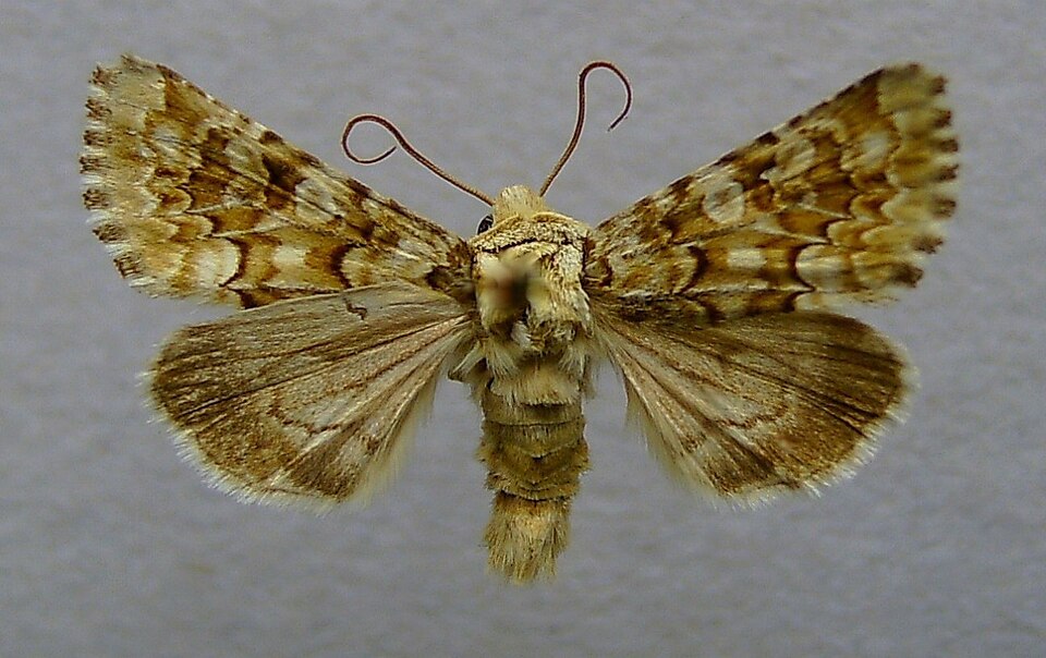 Fayl:Hadena irregularis.jpg