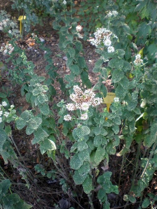Fayl:Mentha suaveolens 1c.JPG