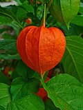 Yevrosiyo paqpaqi, "Xitoy fonar" (Physalis alkekengi)