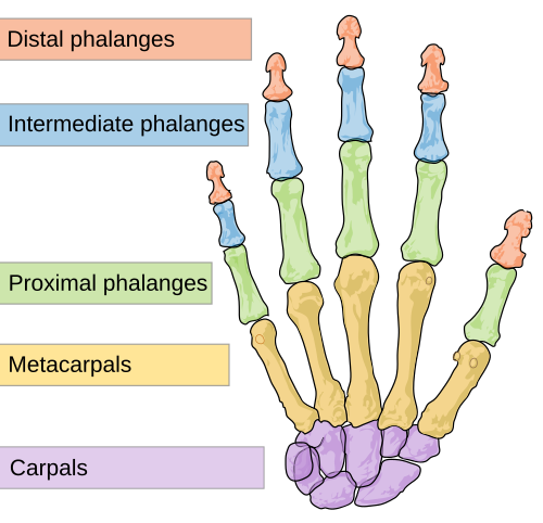 Fayl:Scheme human hand bones-en.svg
