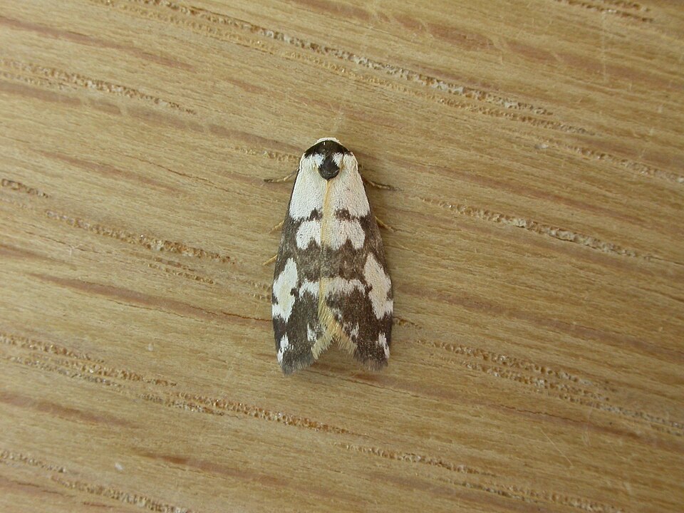 Fayl:Thallarcha pellax.jpg