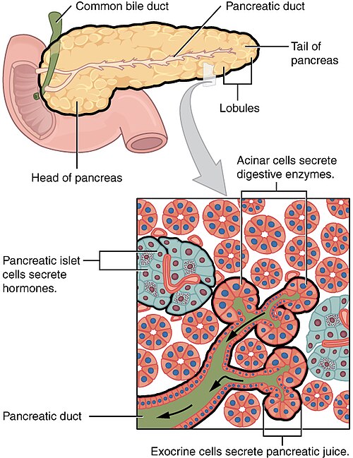 Fayl:2424 Exocrine and Endocrine Pancreas.jpg