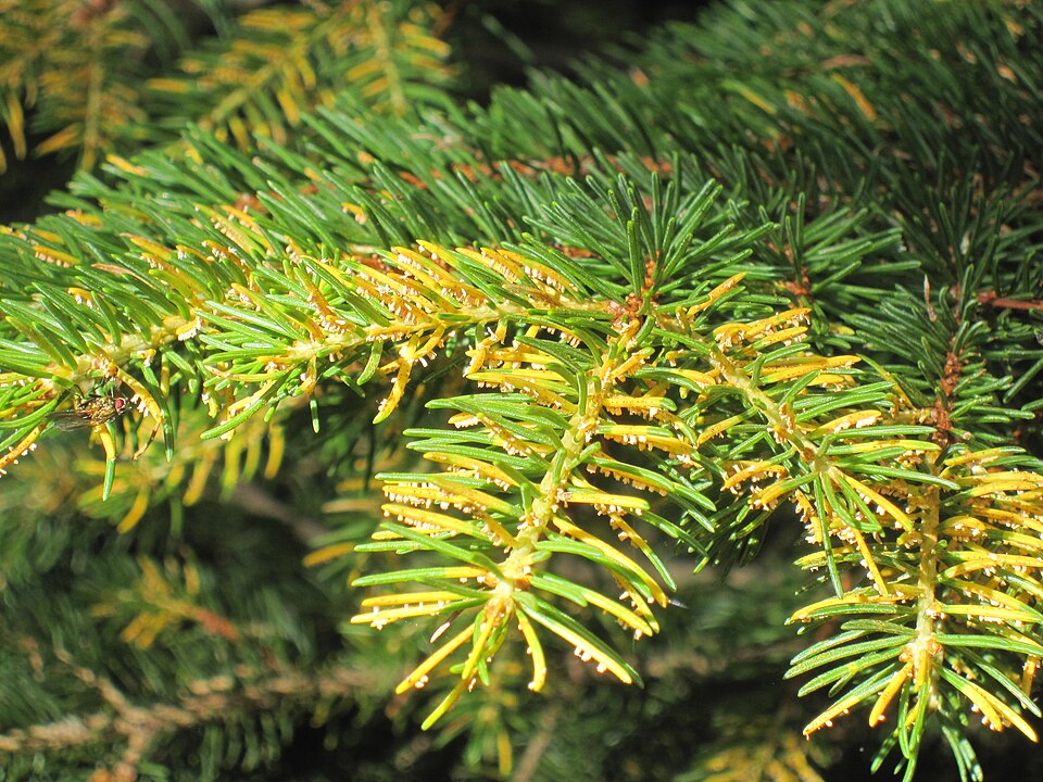 Fayl:Chrysomyxa rhododendri on Picea abies.jpg