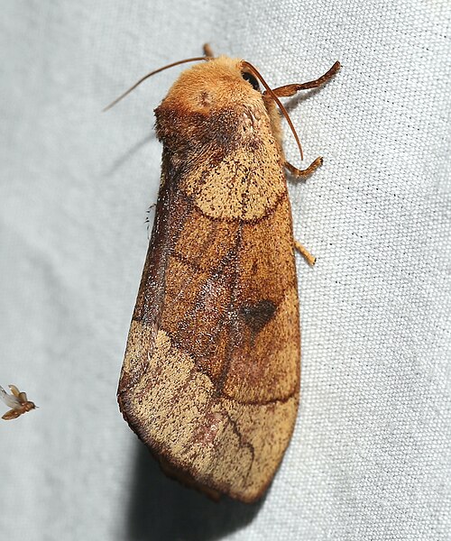 Fayl:Datana robusta.jpg