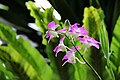 Dendrobium gibrid
