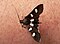Desmia